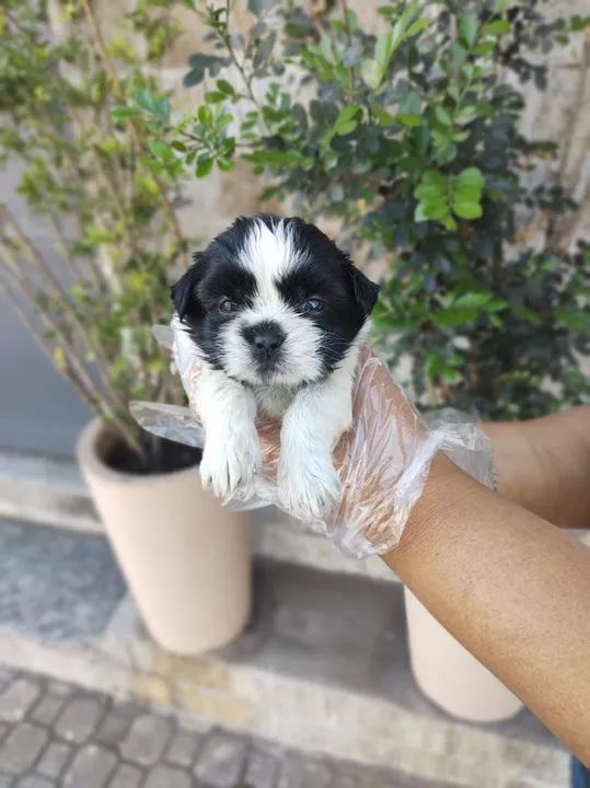 Lhasa Apso Temos loja fisica - Foto 3