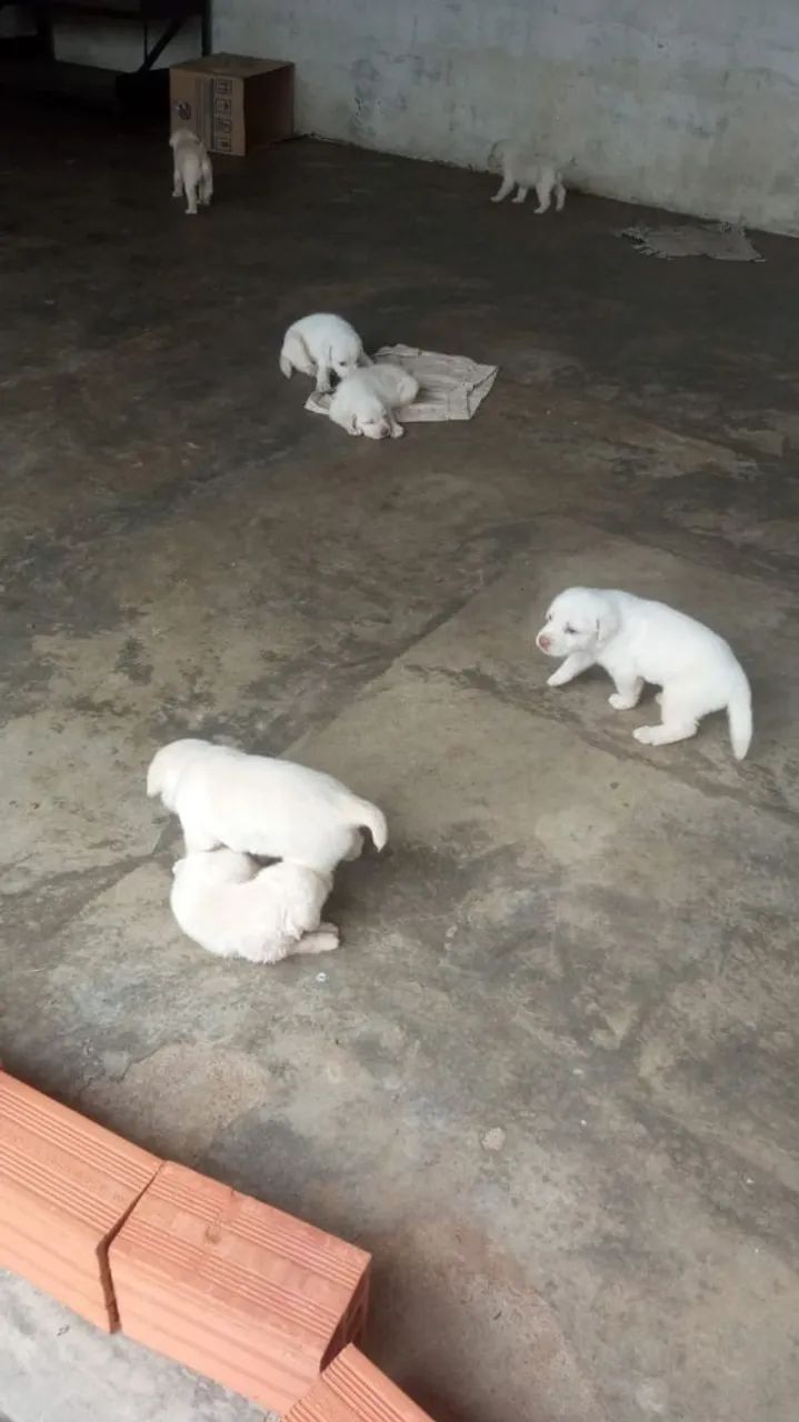 Filhotes de Labrador PURO - Foto 2