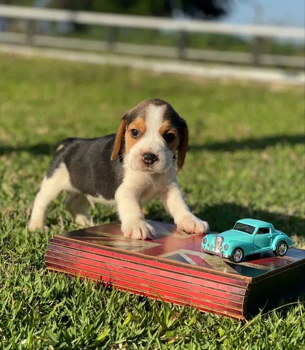 Patinhas fofas - Foto 4