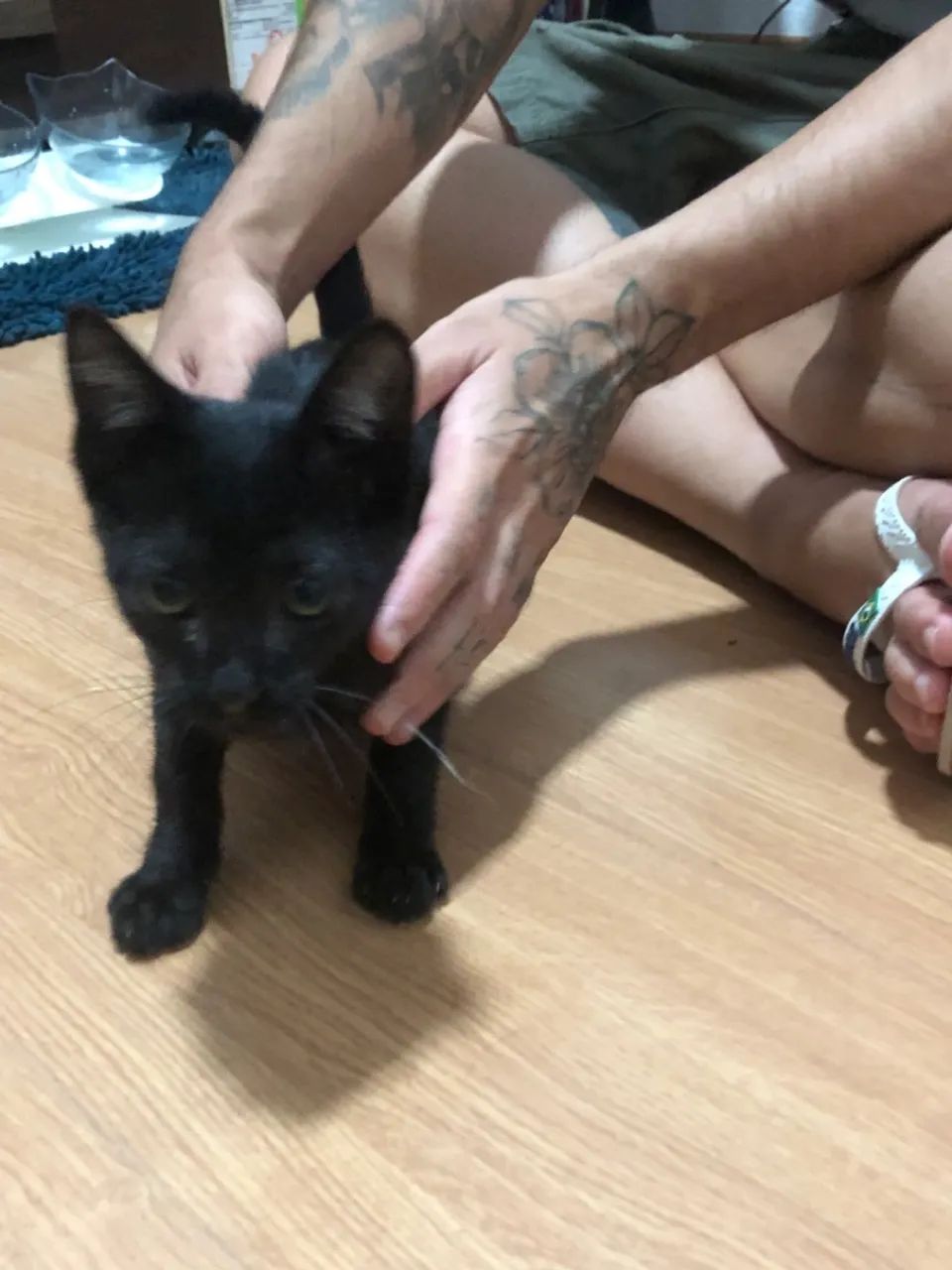Gatinho preto lindo para adoção - Foto 6