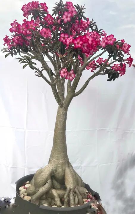 rosa do deserto Adenium obesum - Bonsai de flores PREÇO A COMBINAR  - Foto 2