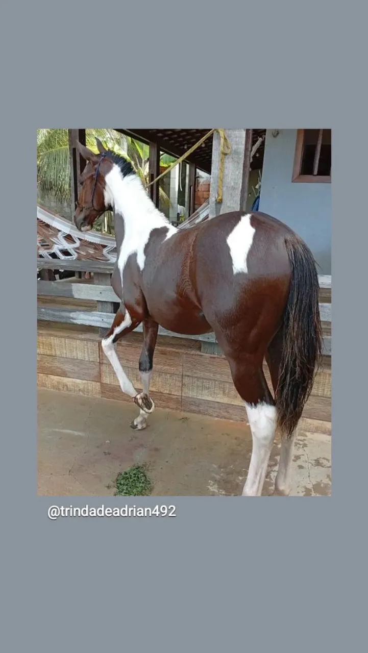 Vende-se ou troco!!