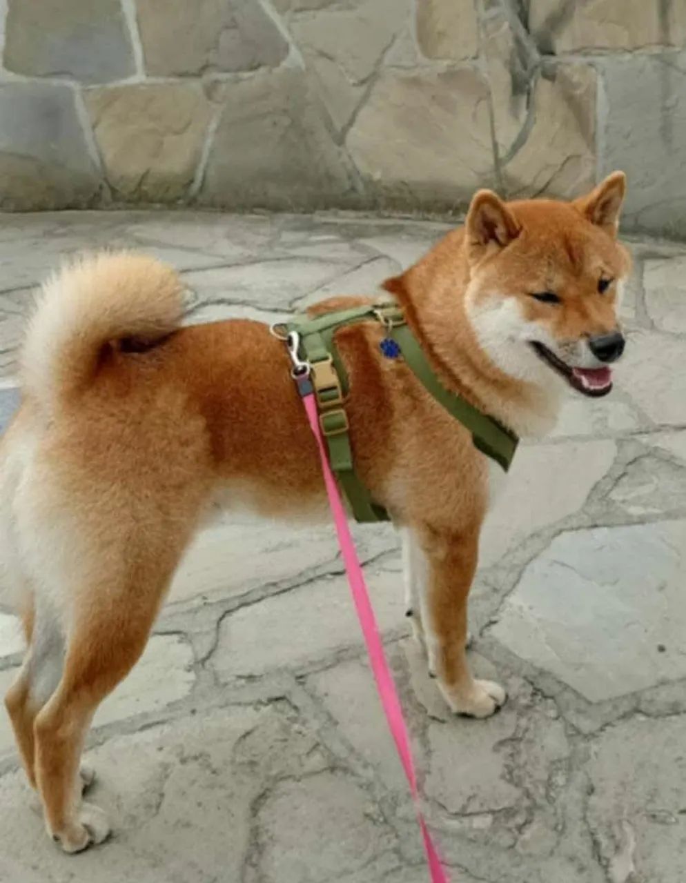 shiba inu