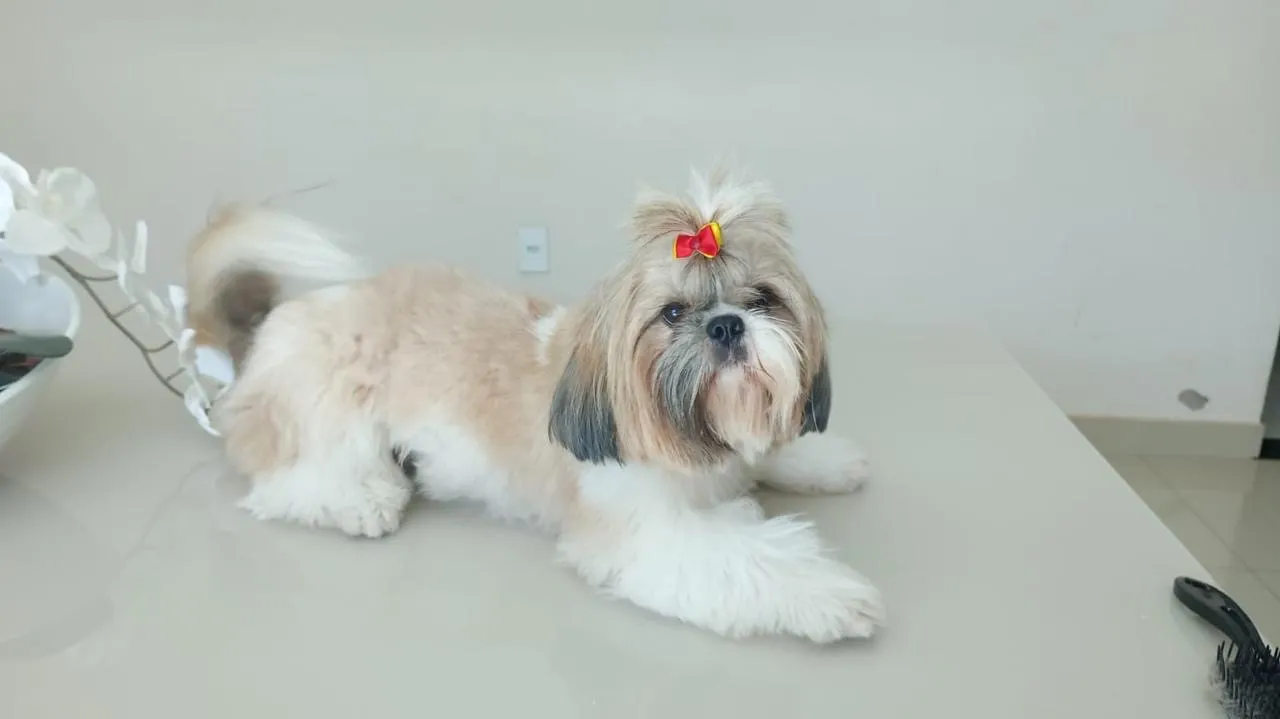 Shih Tzu Filhote - fêmea 