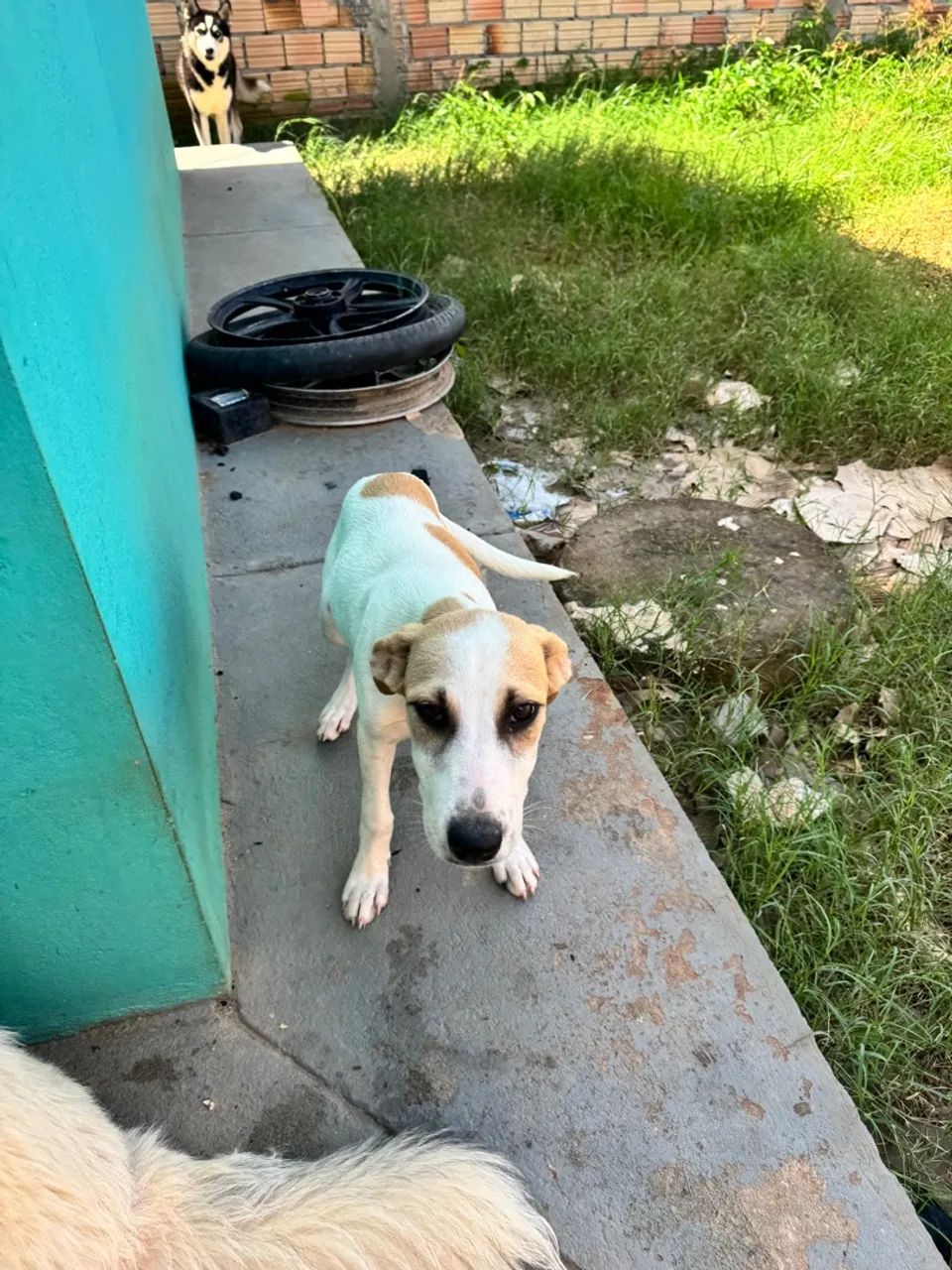 Doa-se cachorrinha - Foto 3