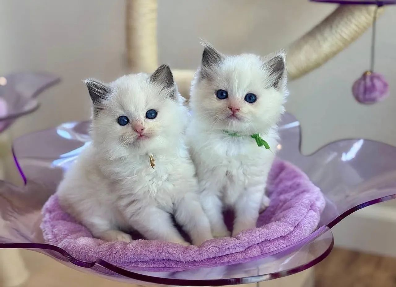 Ragdoll com pedigre  - Foto 2