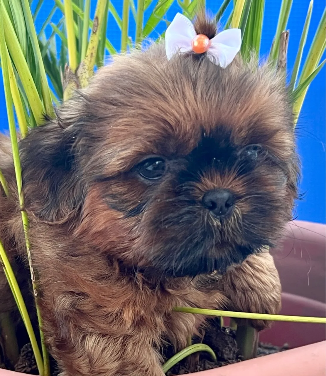 Filhote Shih Tzu fêmea