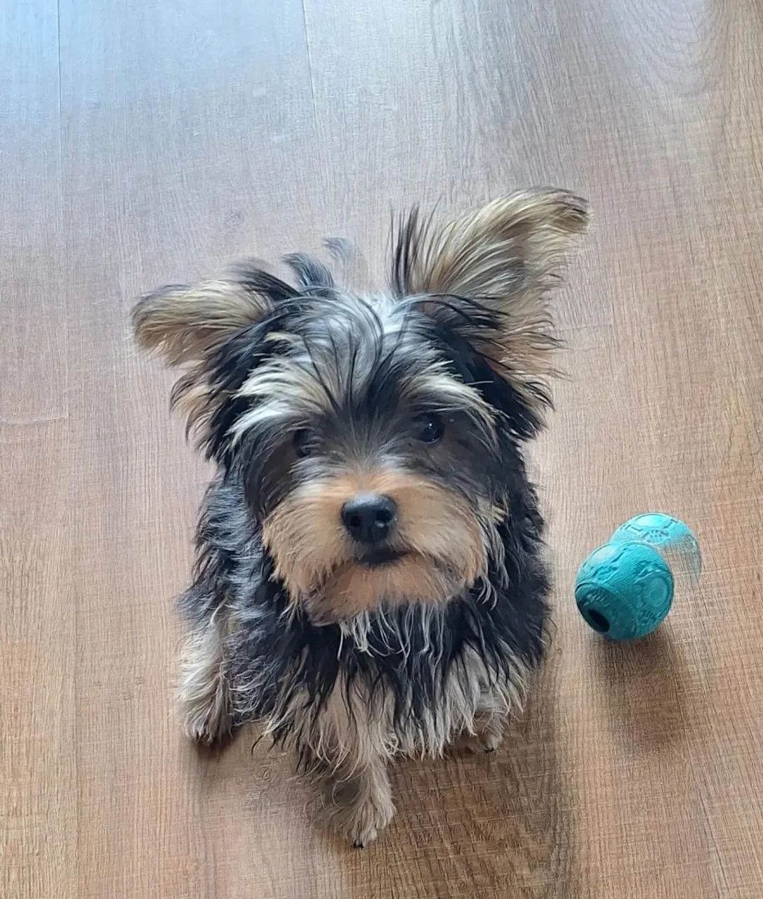 Filhote yorkshire terrier Cachorros Votupoca, Barueri