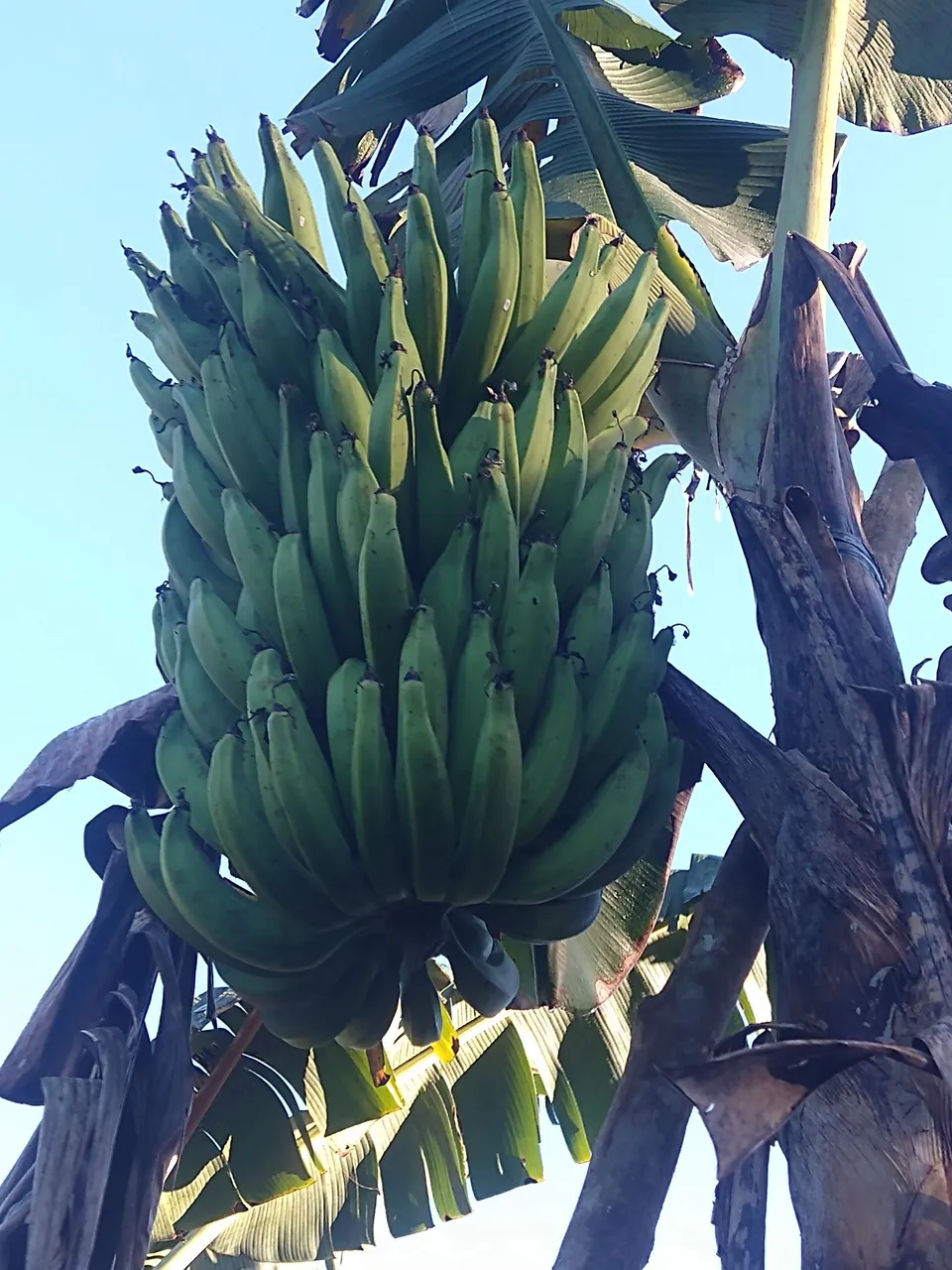 Cacho de bananas da terra