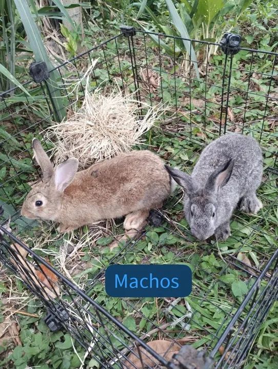 Coelhos com 5 meses - Foto 2