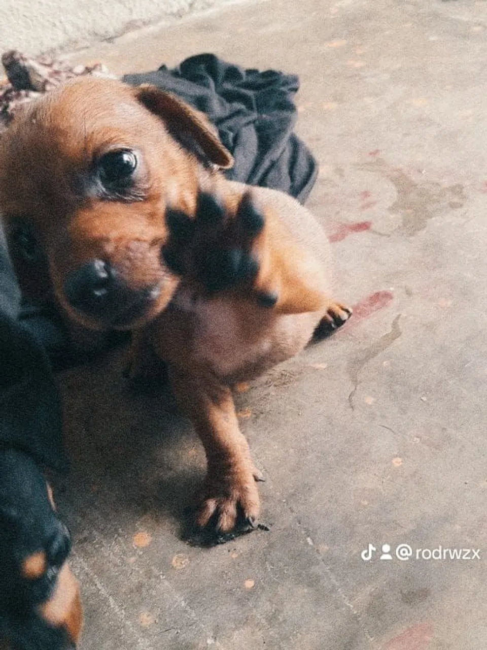 Filhotes de cachorro Cofap 