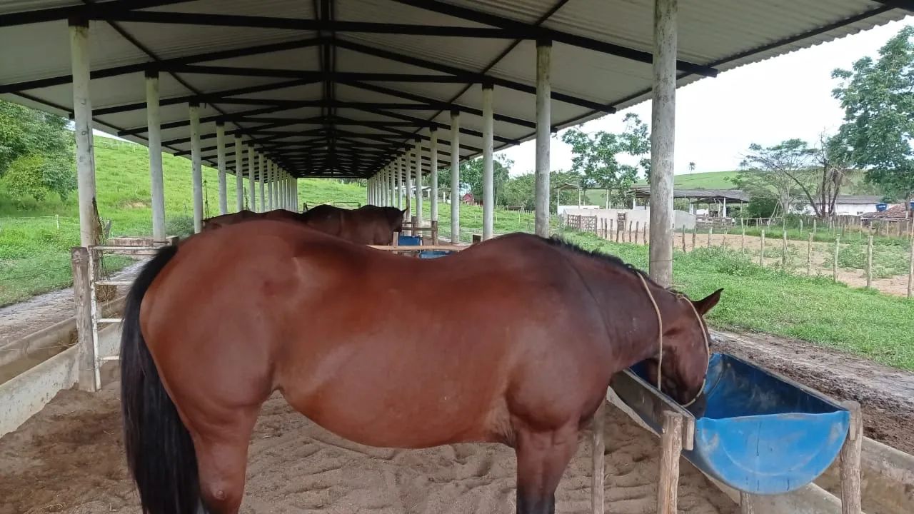 Égua QM (Direita) Documento,Meio sangue valor a Negociar . - Foto 2