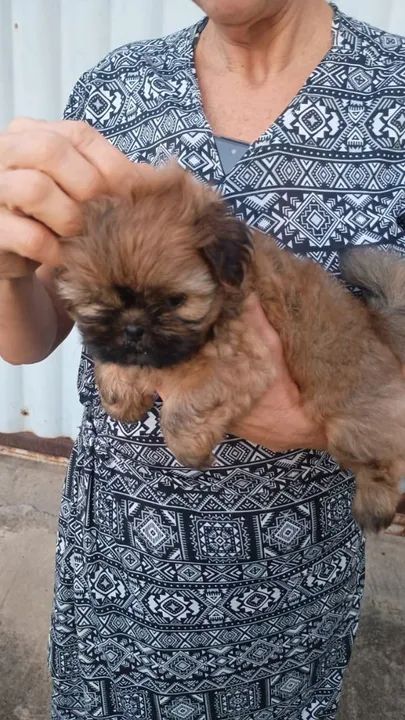 SHITZU-MINI FÊMEA *