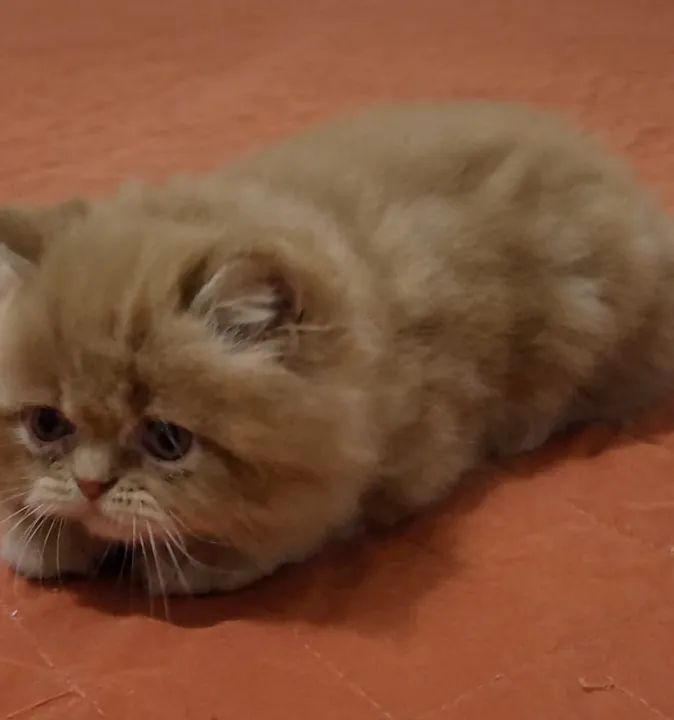 Gatinho Persa com olhos azuis - Foto 5