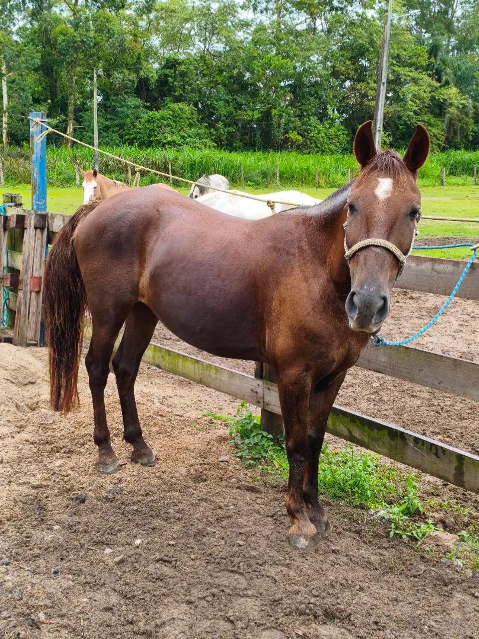 Cavalo Quarto de milha de barbada  - Foto 3