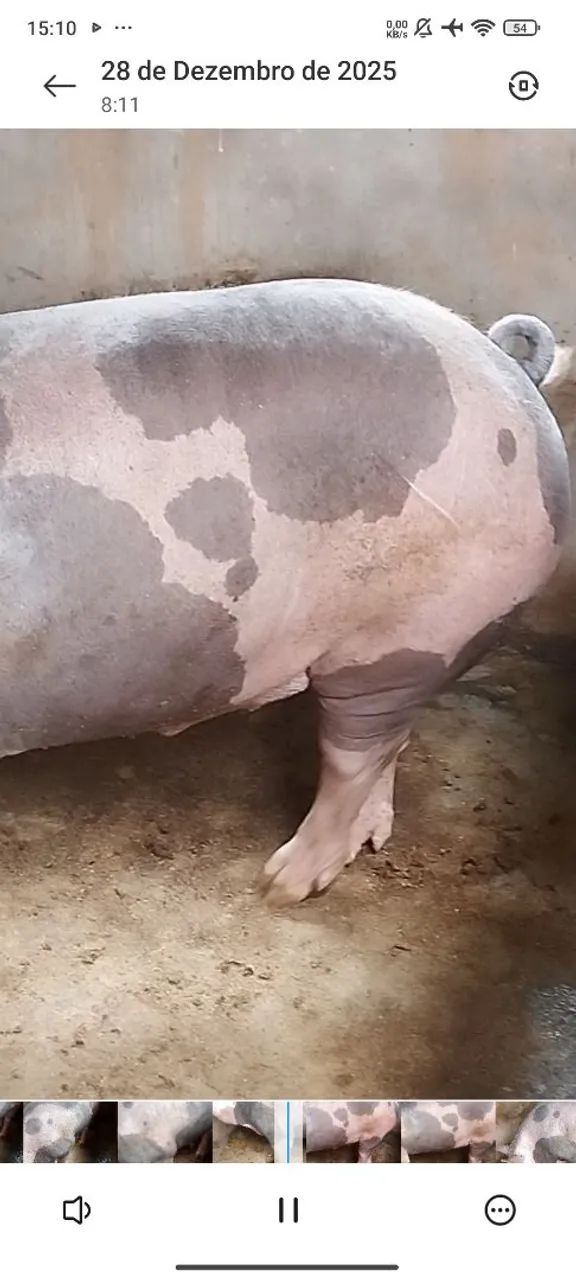 Porcos  - Foto 2