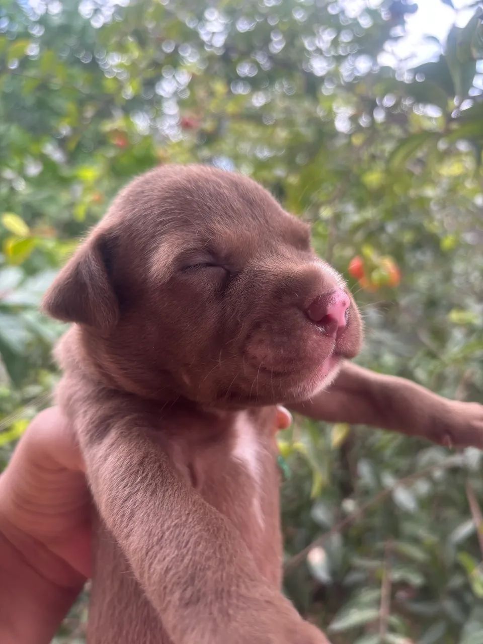 Cachorro pitbull  - Foto 3