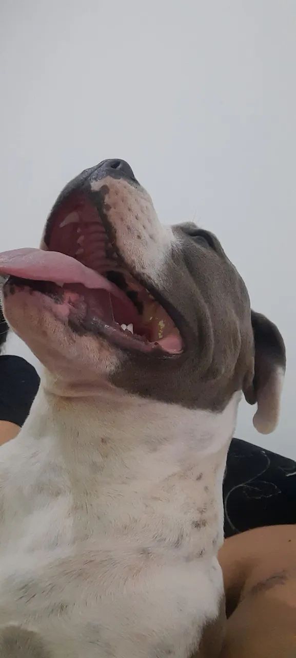 Doação responsável americam bully femia  - Foto 3