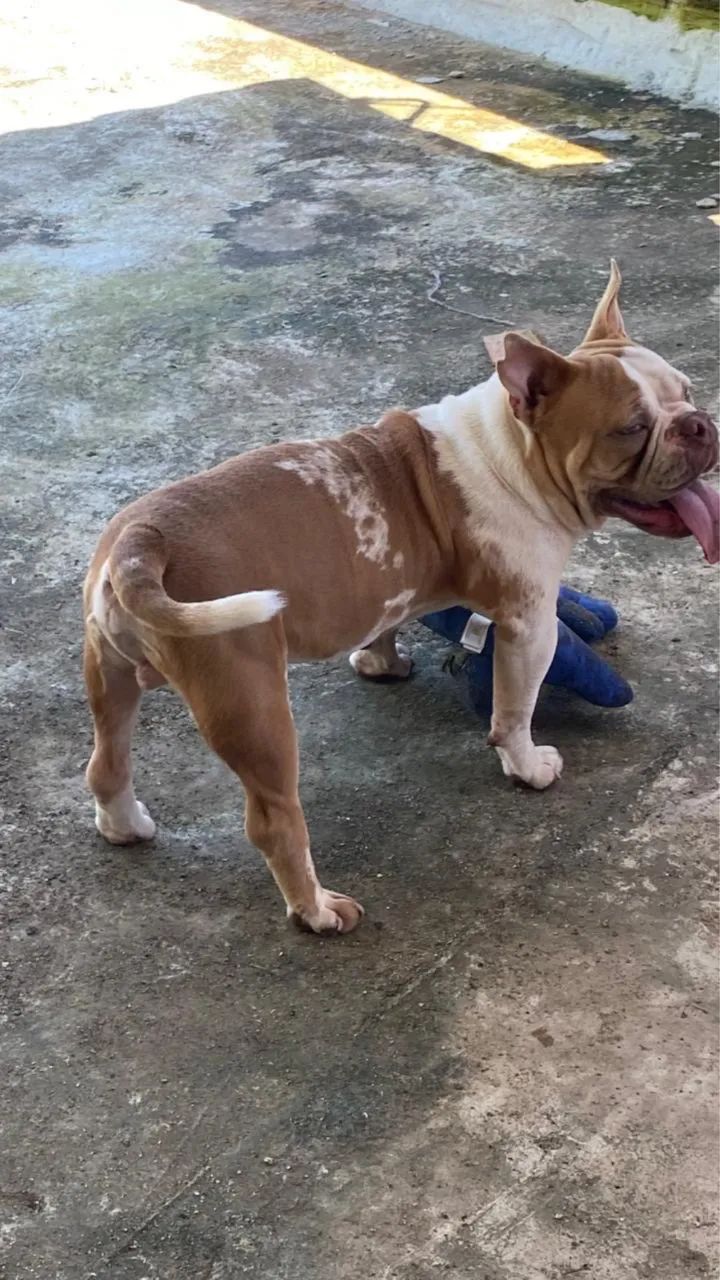 American Bully micro  - Foto 5