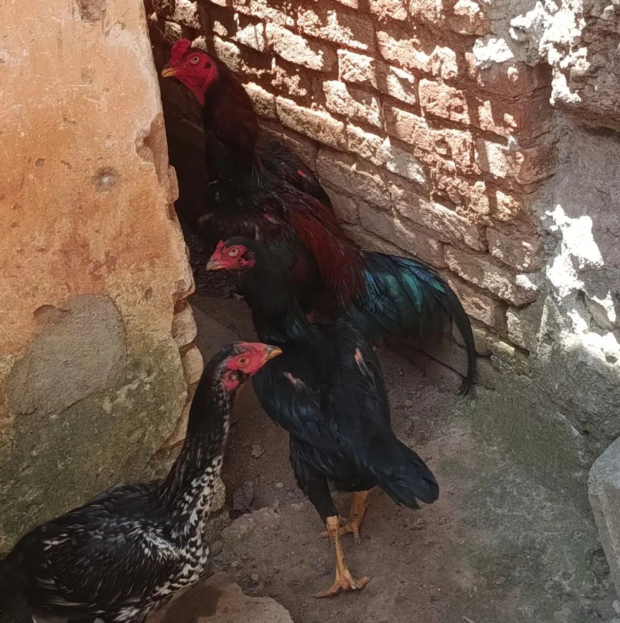 Galo índio e galinhas índia  - Foto 5