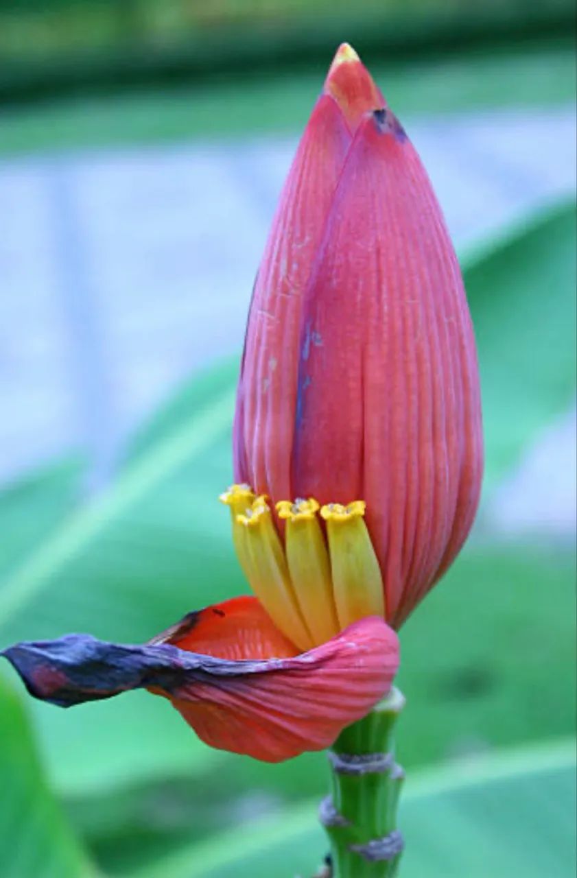 BANANA ROSA Asiática  - Foto 6