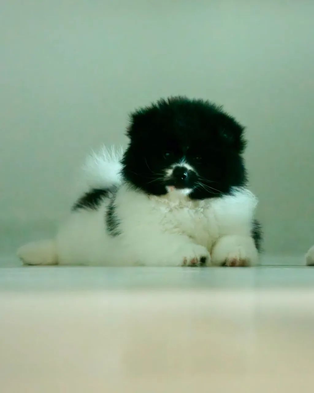 Cachorro  - Foto 5