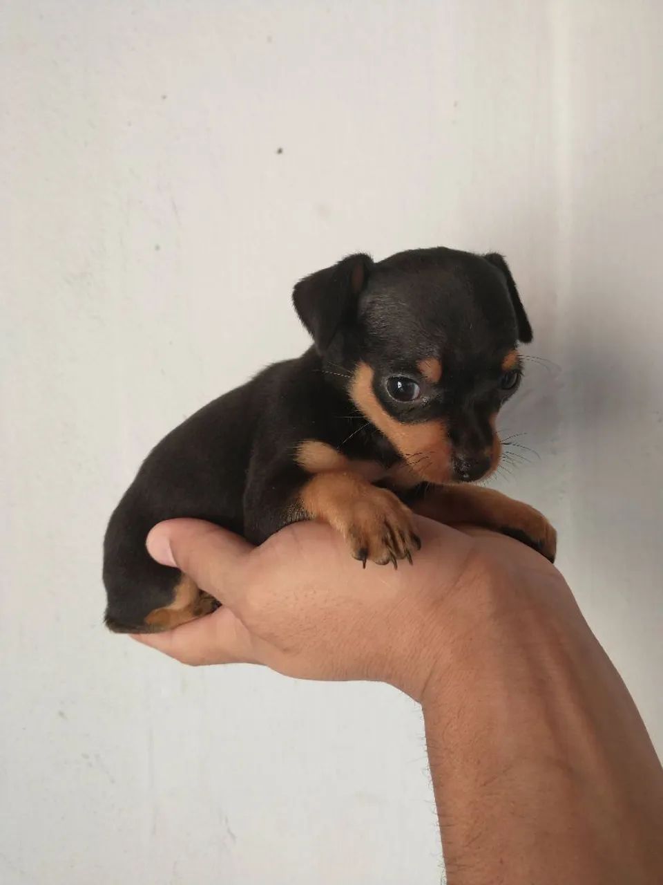 Filhote de pinscher Zero Disponível  - Foto 4