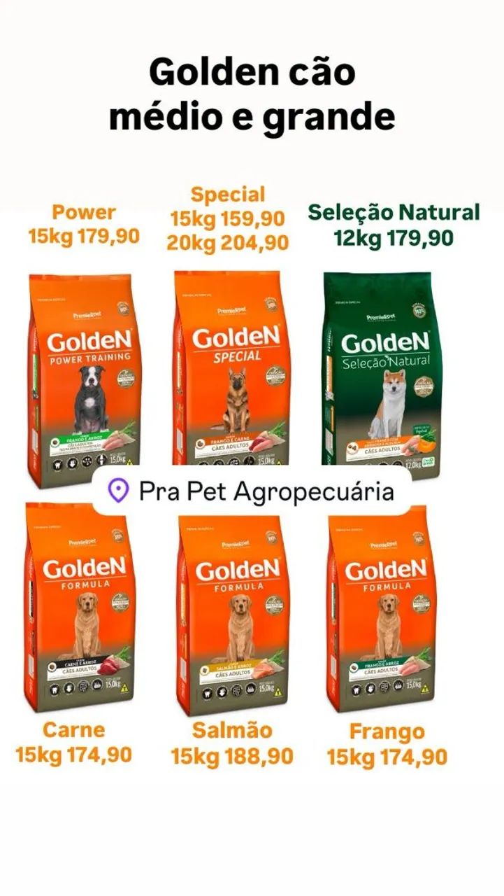 Golden cão  - Foto 3