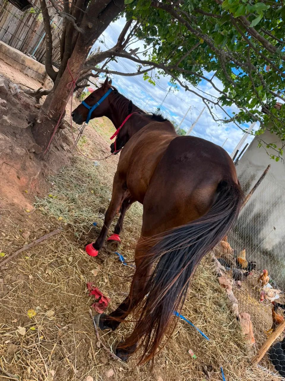 Égua a venda 