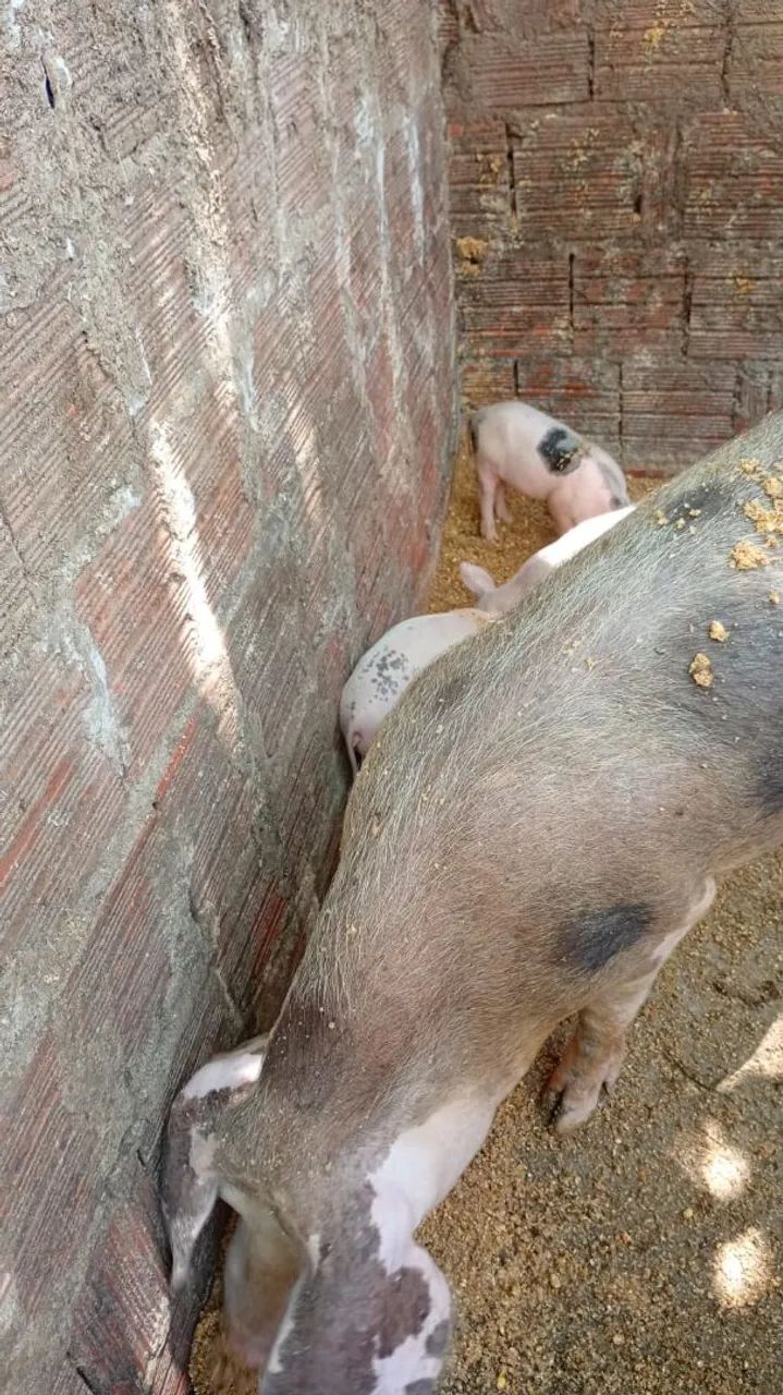 Leitões Pietra  - Foto 4