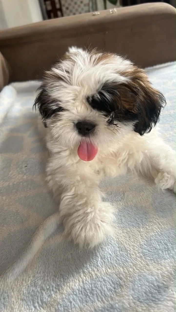 Cachorro Shitzu - Foto 4