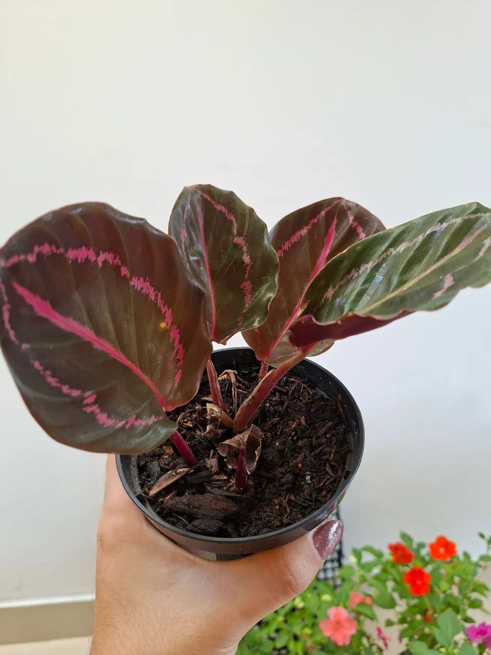 Planta rubi
