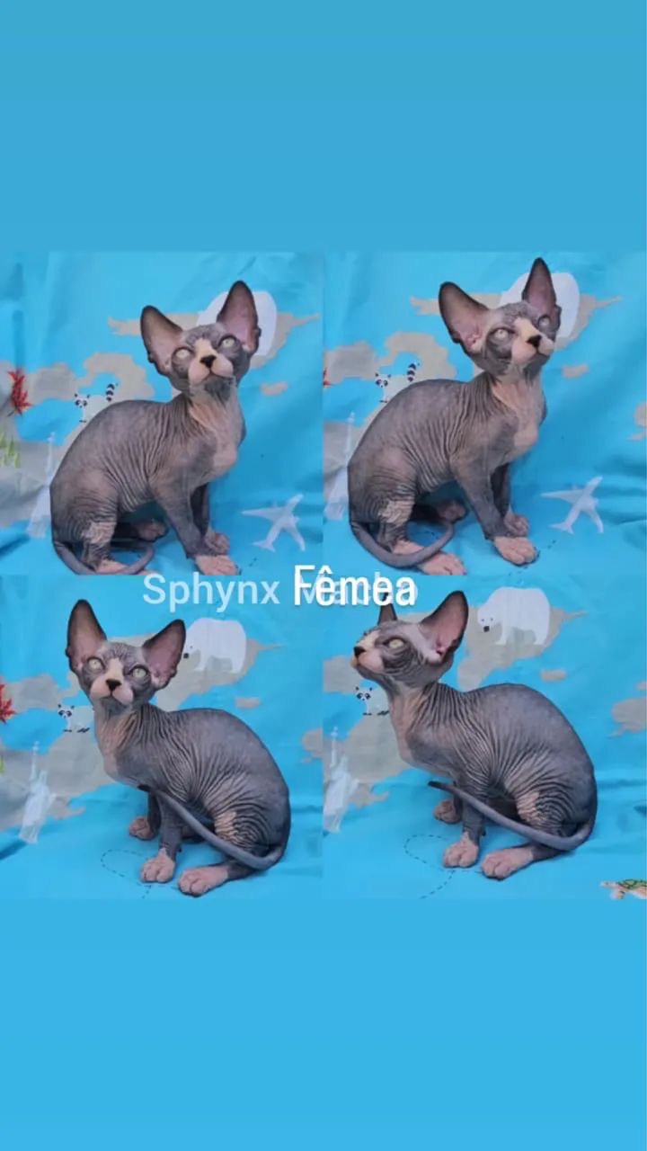 Sphynx padrão e Elf Filhotes - Gatil Bsb Cat - Foto 2