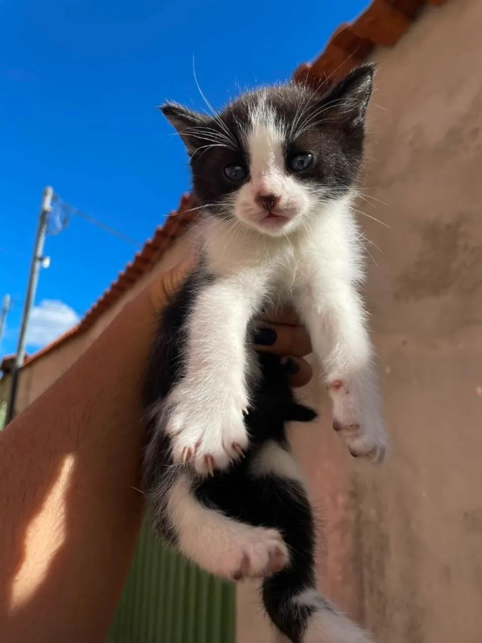 Quatro filhotinhos resgatados procuram um lar cheio de amor  - Foto 3