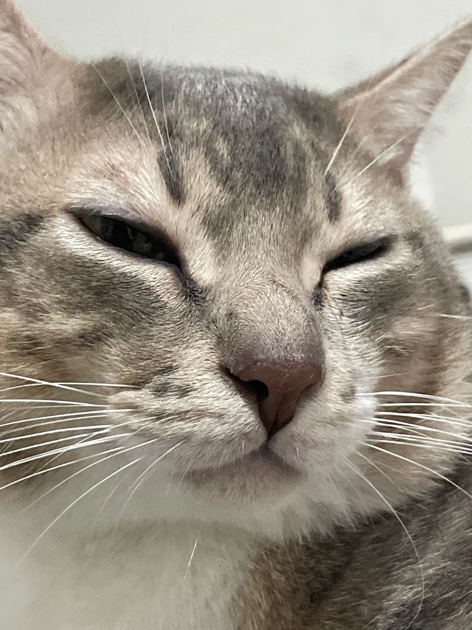 Doa se gato doméstico  - Foto 5