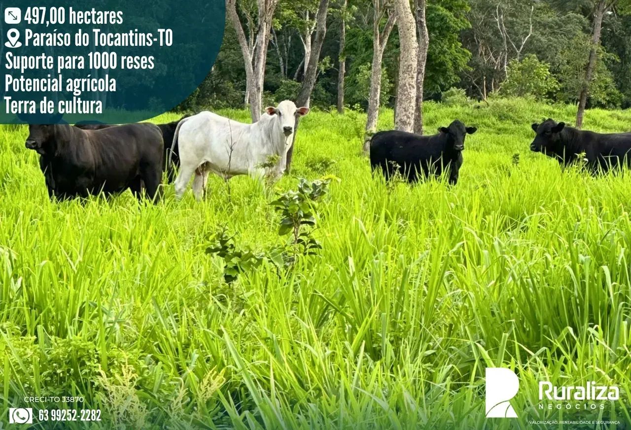 INVESTIMENTO RURAL | ALTA PRODUTIVIDADE E ESTRUTURA COMPLETA