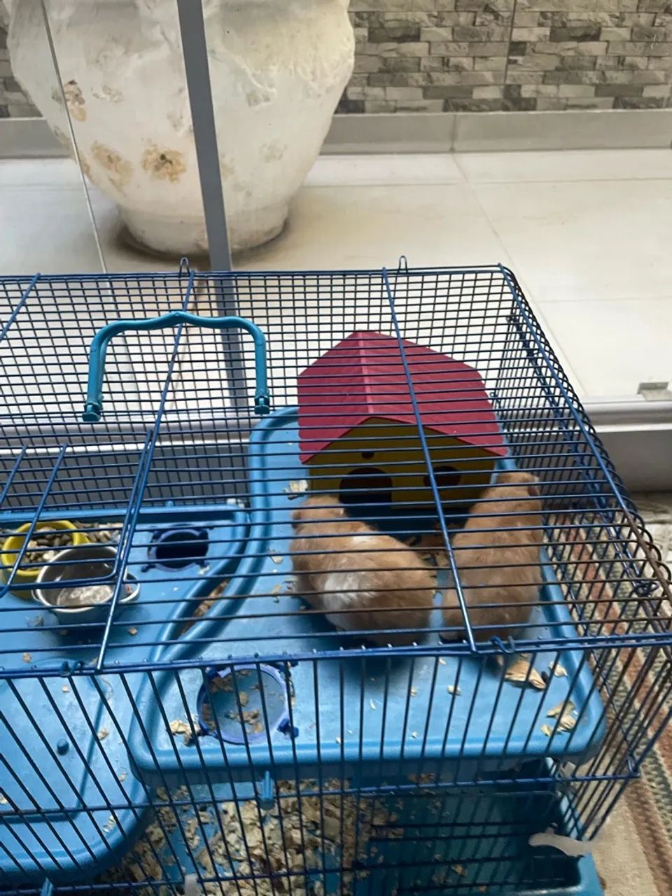 Hamster