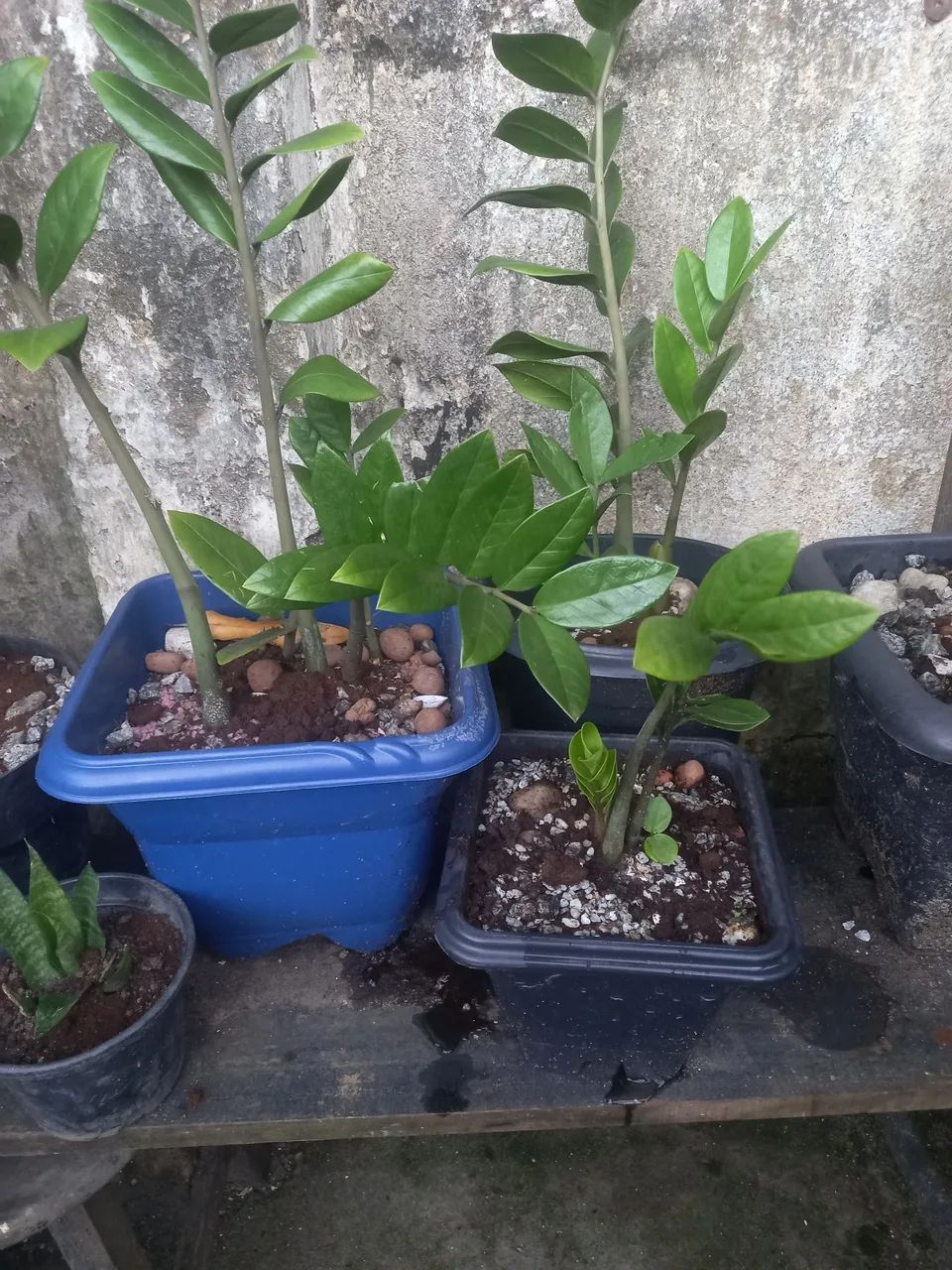 Plantas samiocuca  - Foto 3