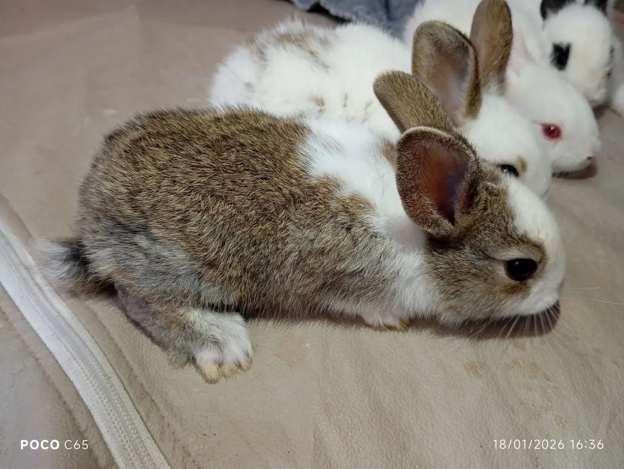 Coelhos  - Foto 4