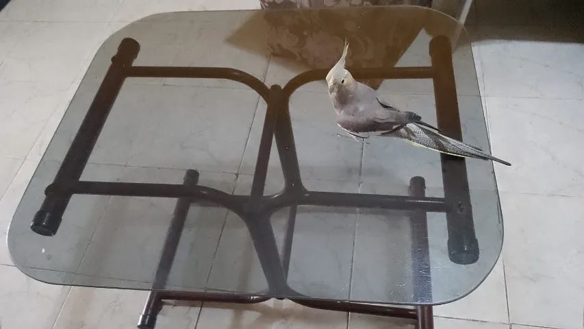 Mesa de Centro com Vidro Temperado - Estrutura Tubular | Bem Conservada - Foto 3