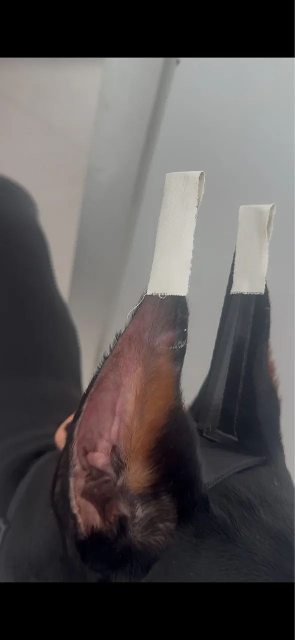 Suporte para orelha de cachorro - ear stand - Foto 4