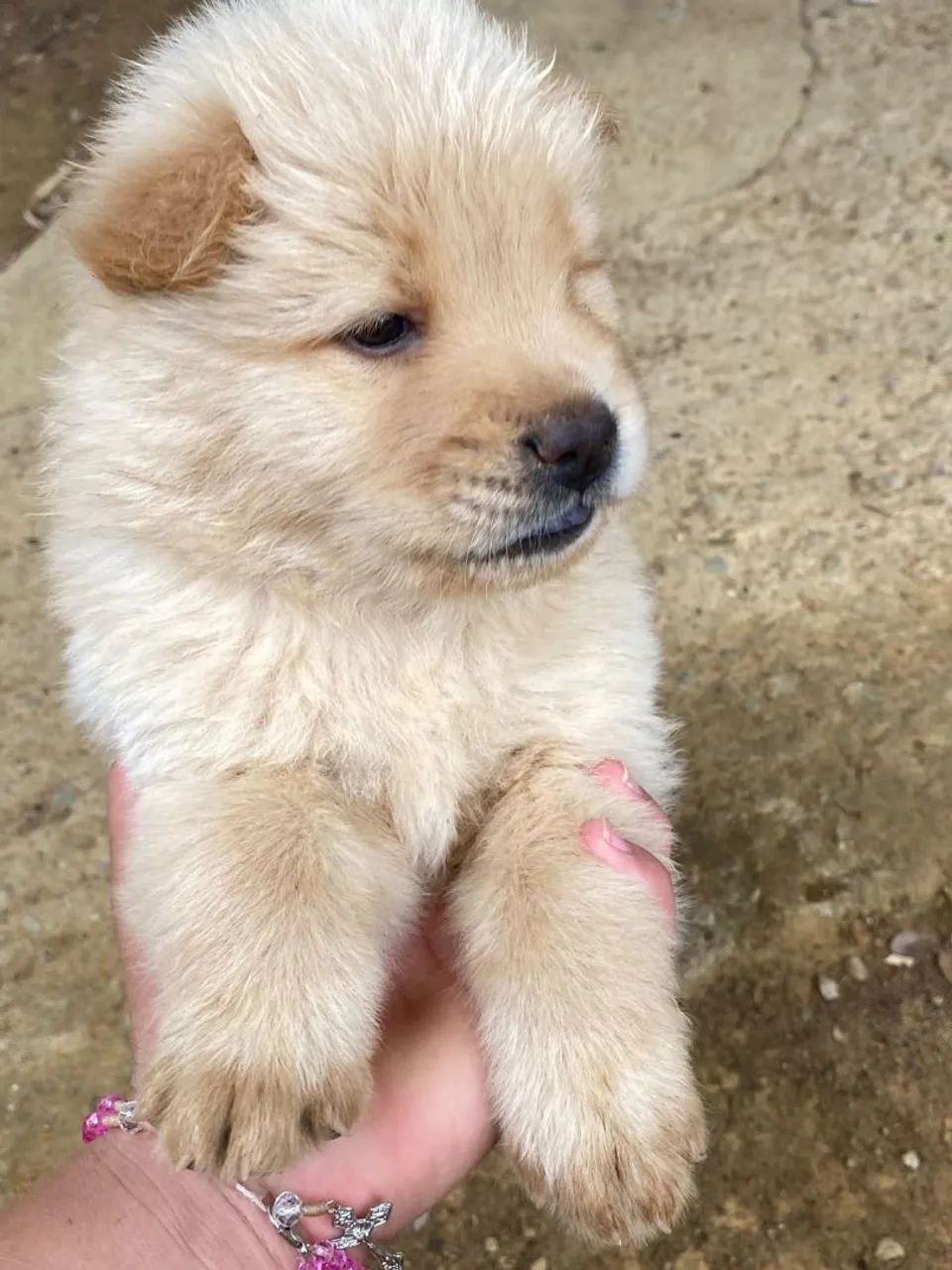 Cachorros chow chow  - Foto 2