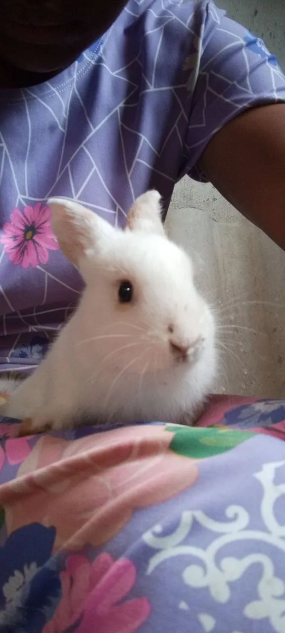 Vende -se  filhotes de coelho - Foto 5