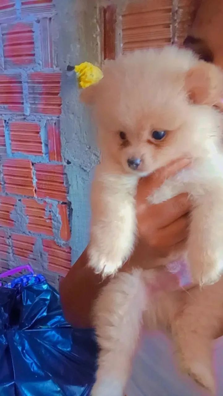 Lulu Pomerânia  - Foto 4