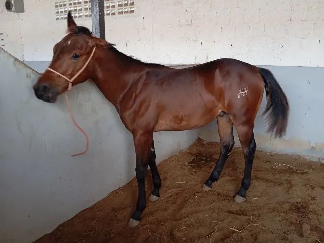 Potro quatro de milha PO - Foto 2