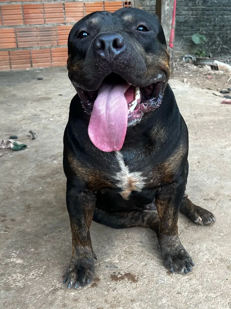 Cachorro