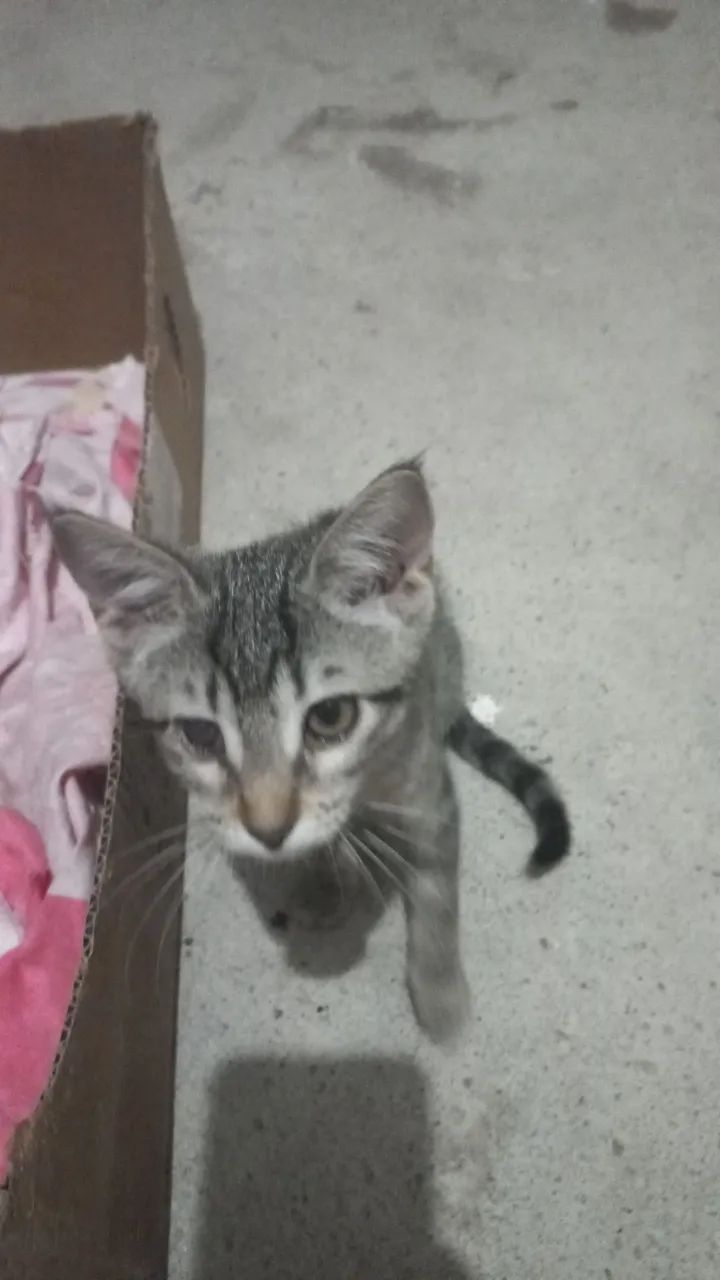 Gatinha - Foto 2