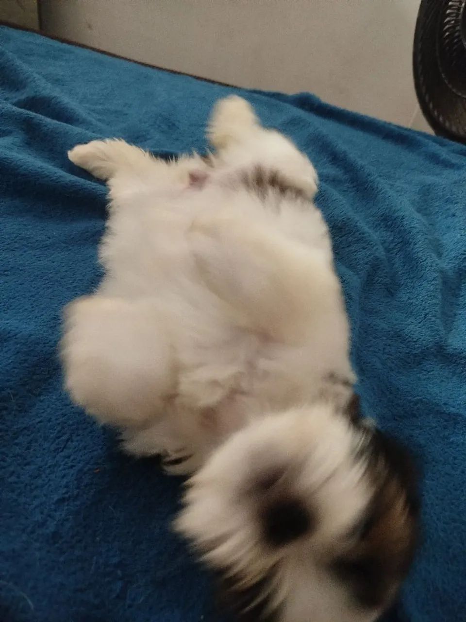 Cachorro da raça shih Tzu  - Foto 4