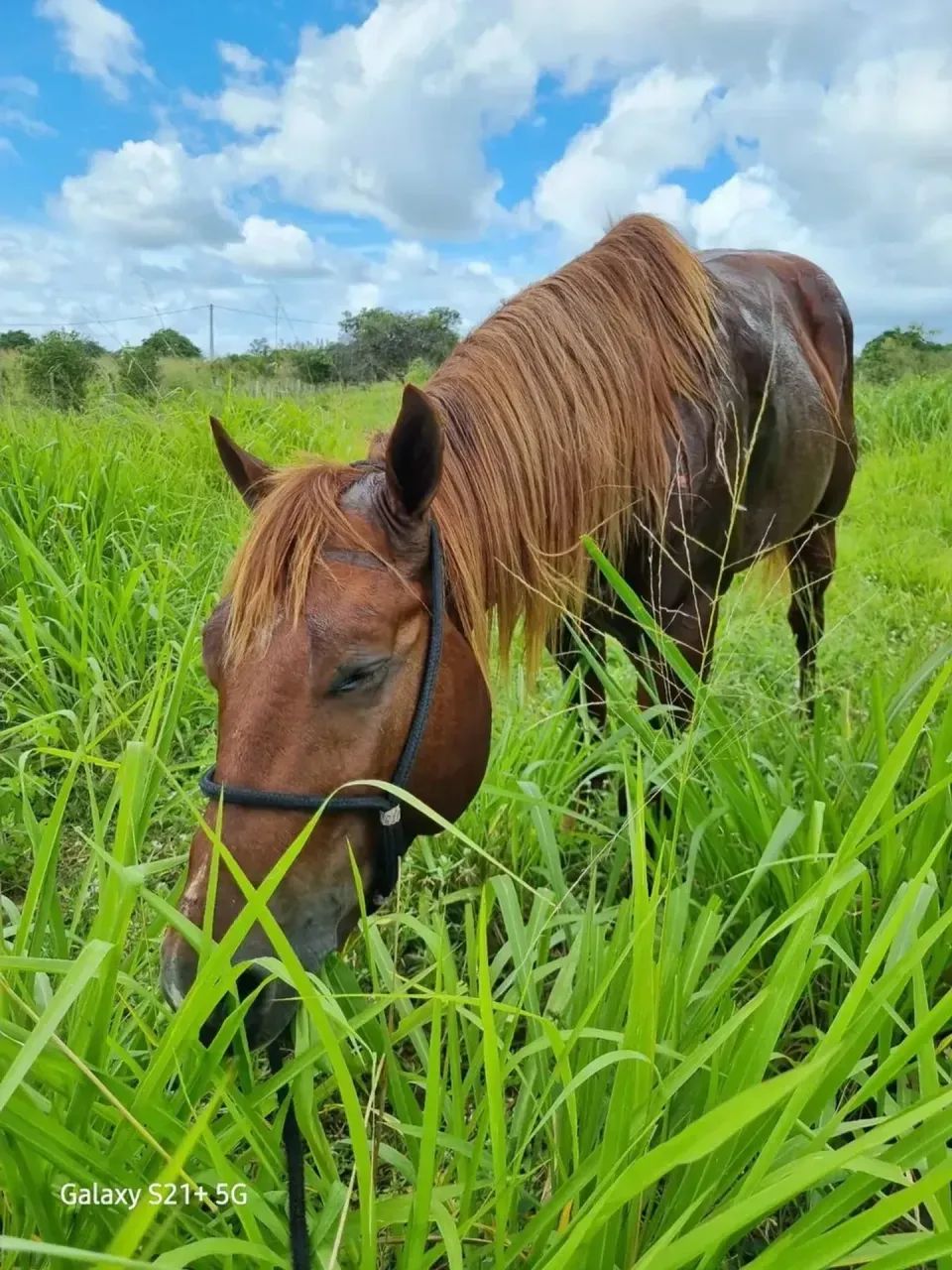 Ganja com 8.57 hectares na região de Macaíba - Foto 3