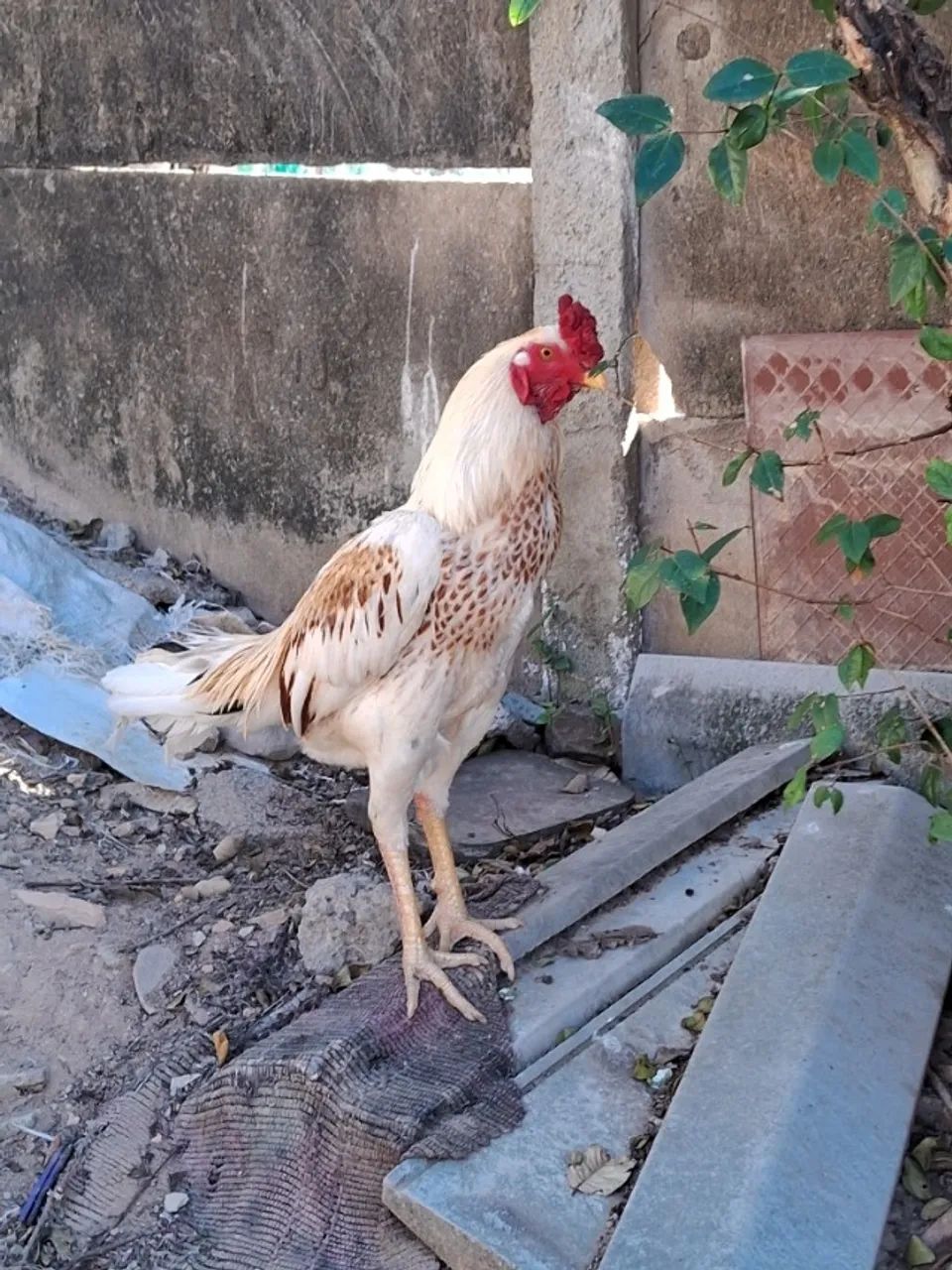 Galo e galinha - Foto 3